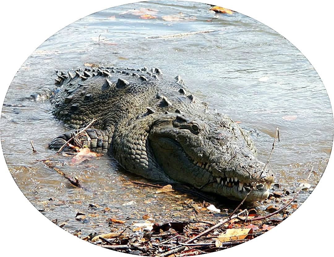 Crocodile