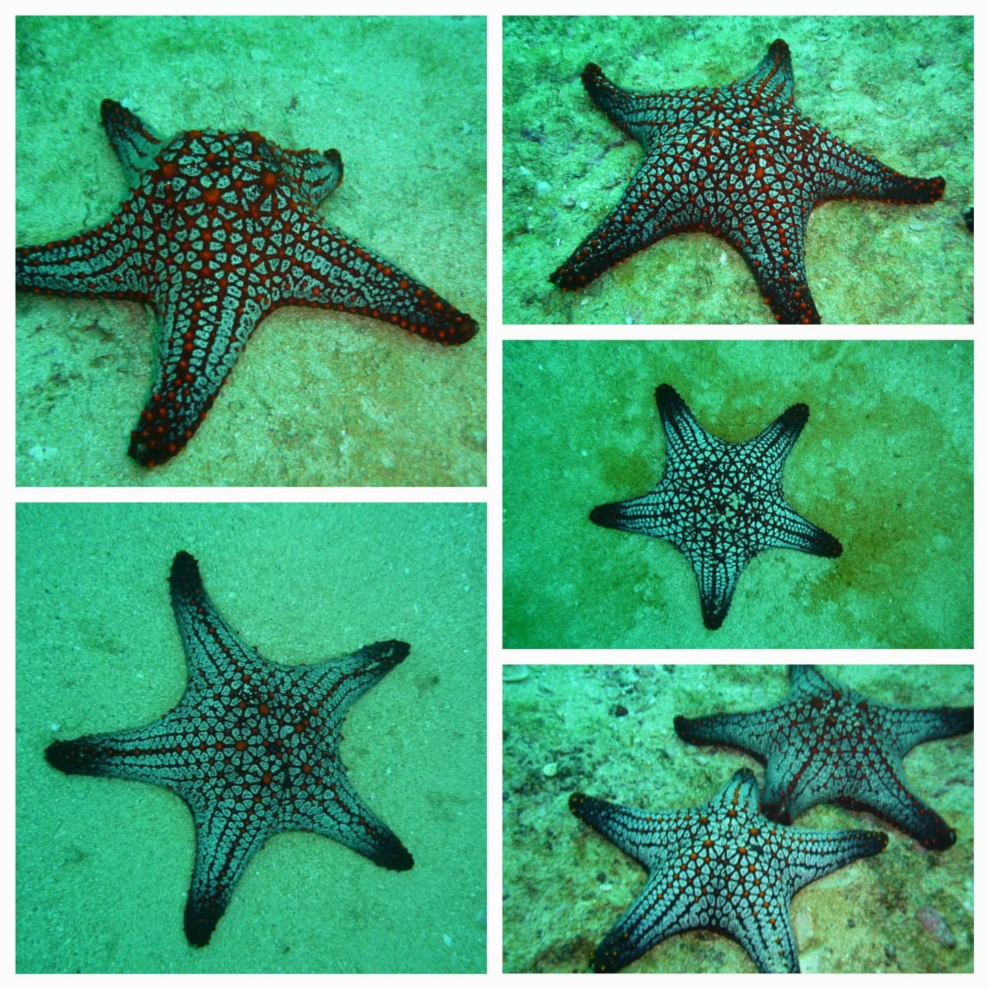 Starfish