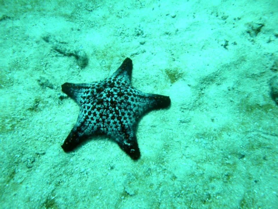 Starfish