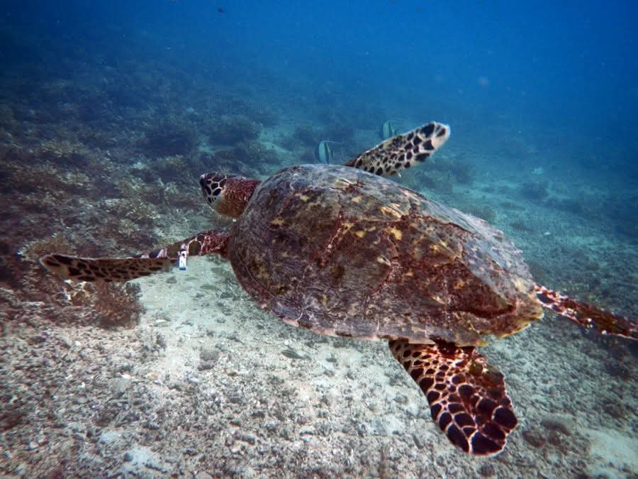 Sea turtle
