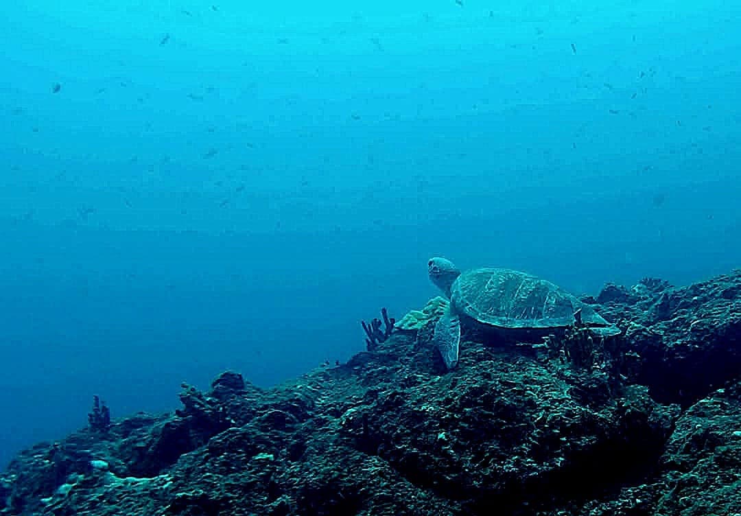 Sea turtle