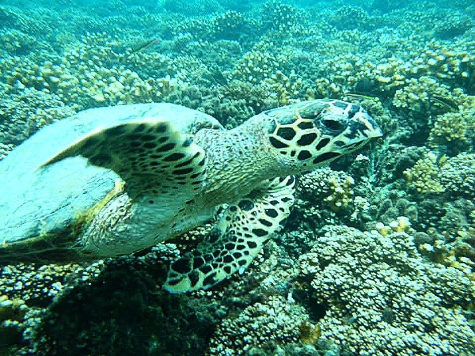 Sea turtle
