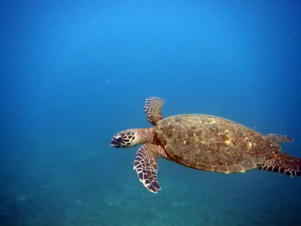 Tour de Snorkeling y Playas